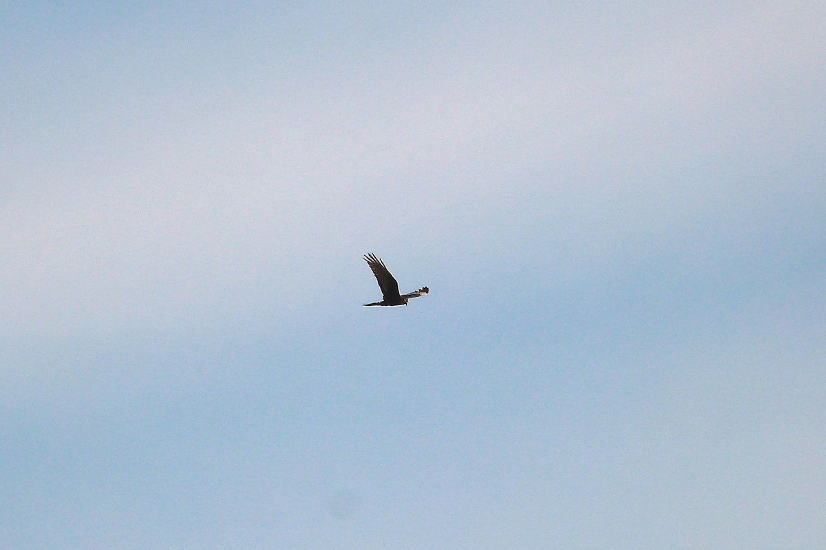 Long-winged Harrier - ML606602781