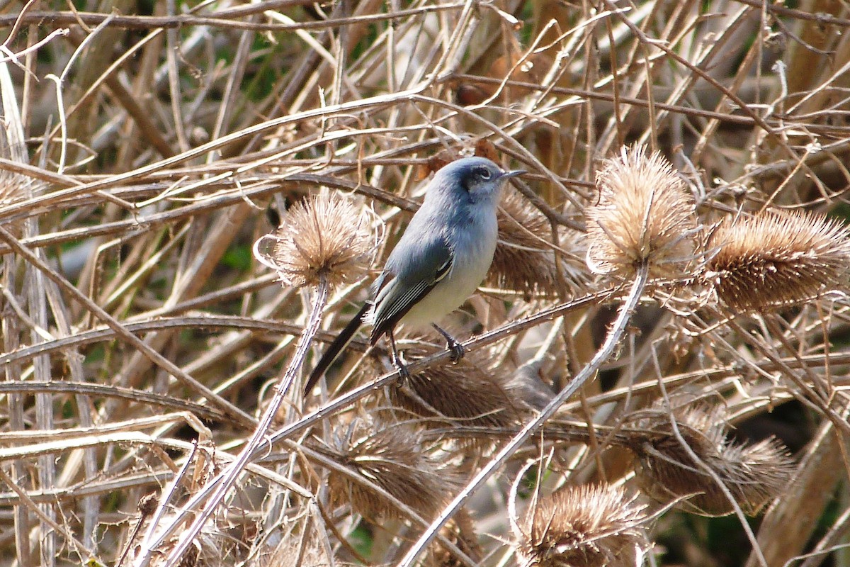 Masked Gnatcatcher - ML606602871