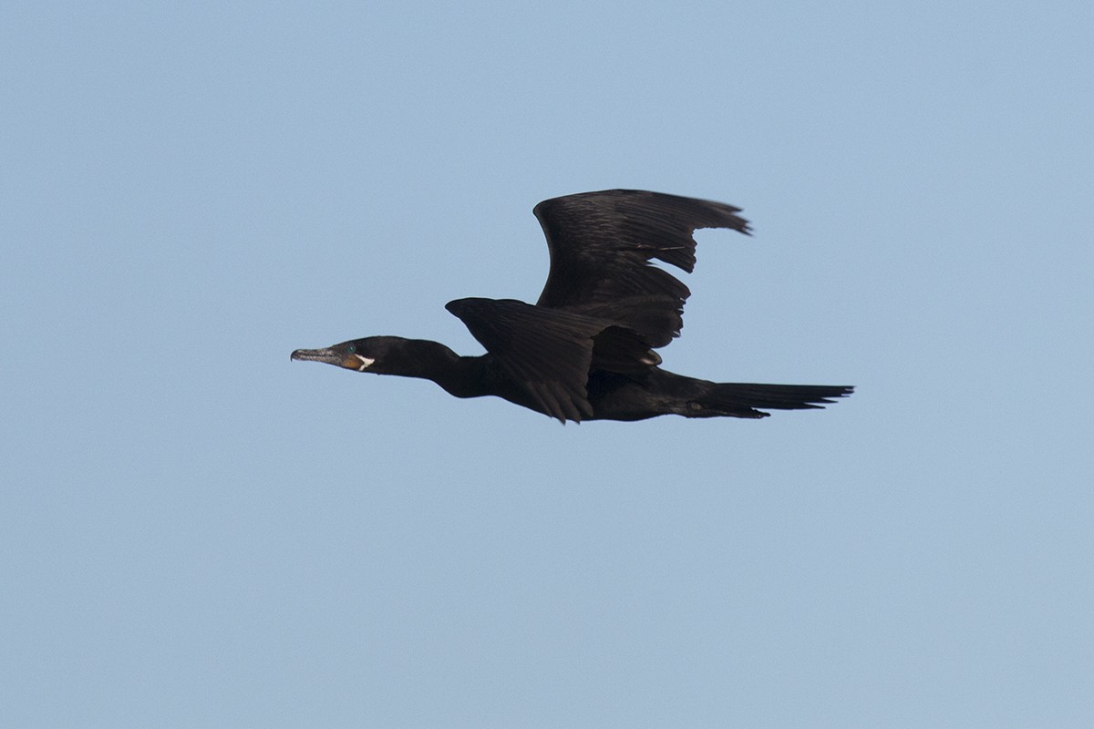 Neotropic Cormorant - ML60660391