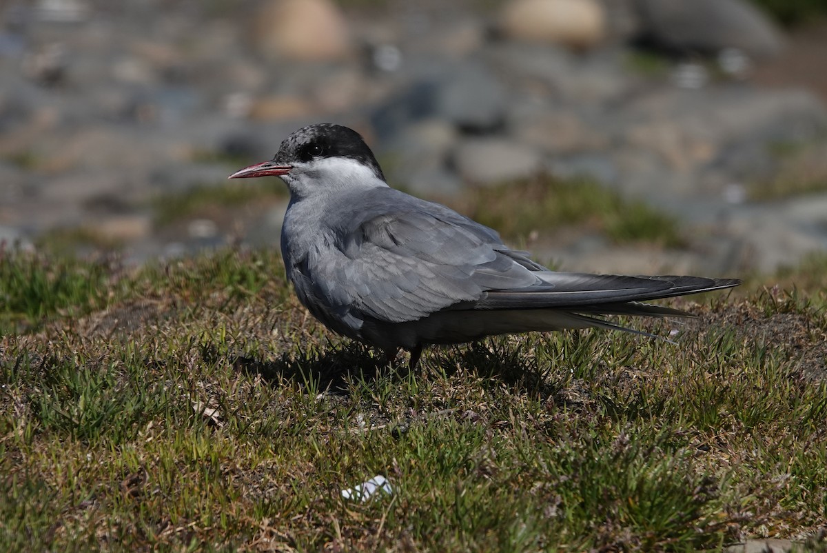 Kerguelen Tern - ML606604121