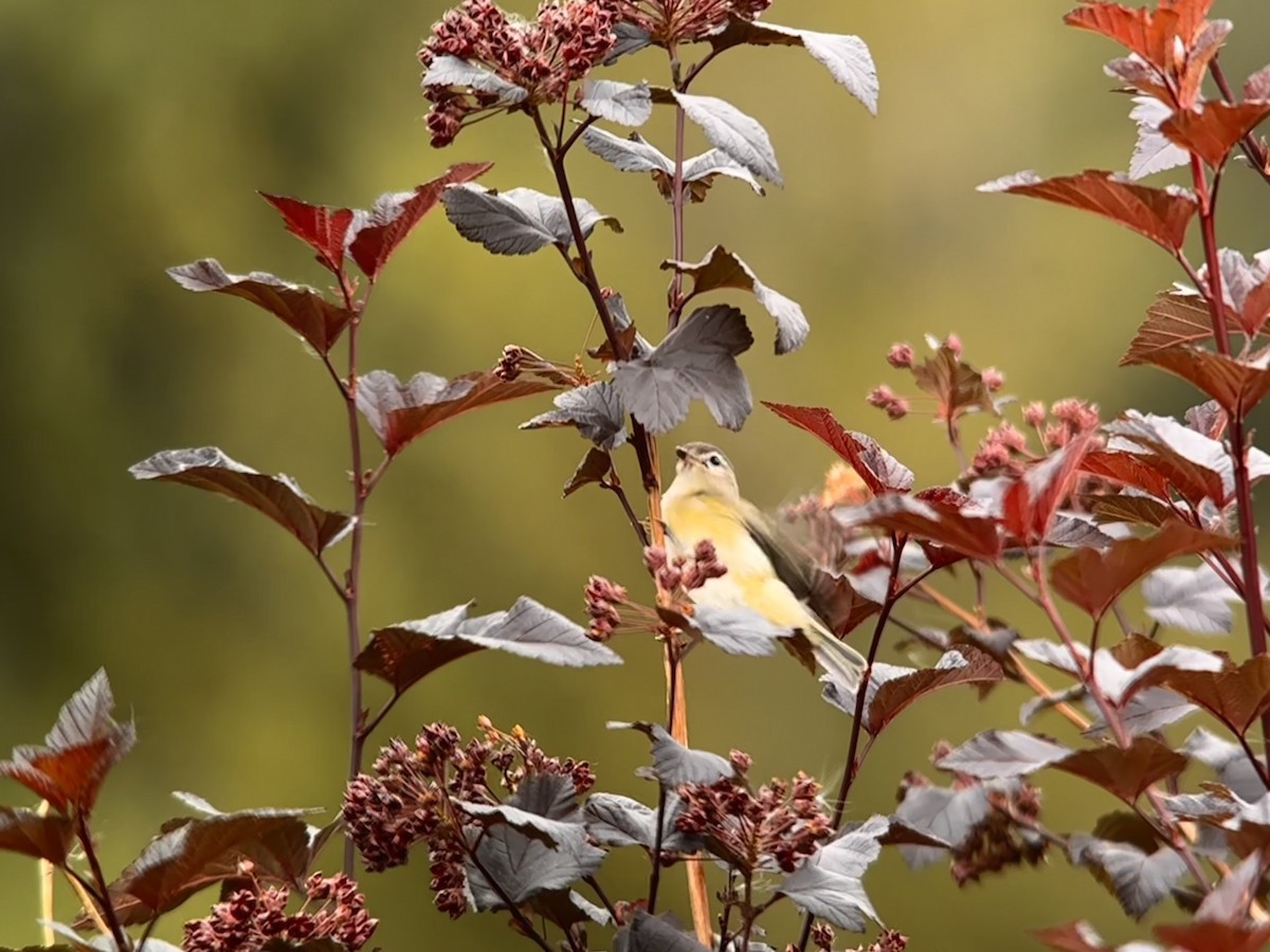 Warbling Vireo - ML606604991