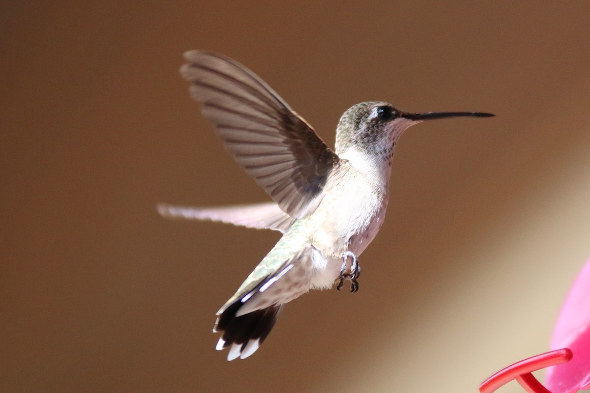 Black-chinned Hummingbird - ML606605261