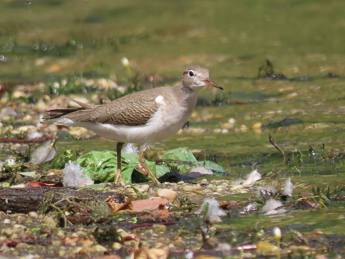 Spotted Sandpiper - ML606606551