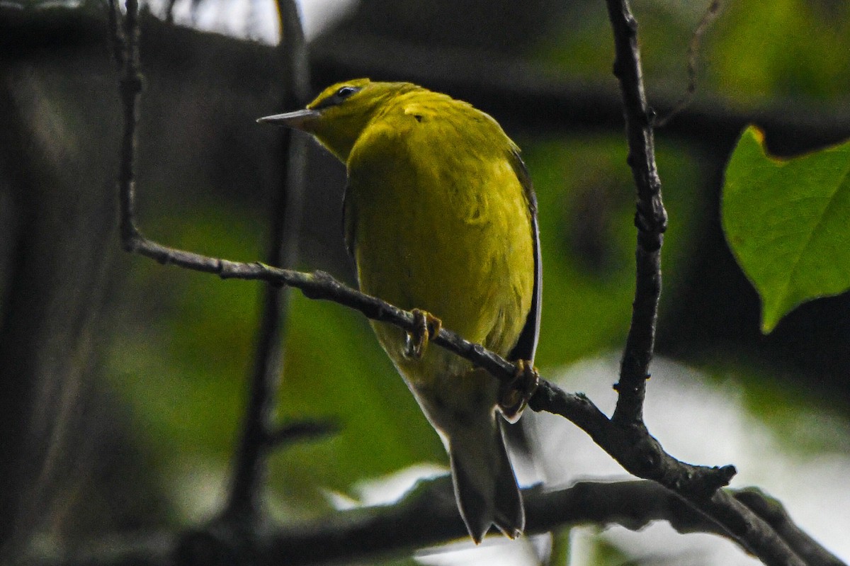 gullvingeparula x blåvingeparula (hybrid) - ML606607001