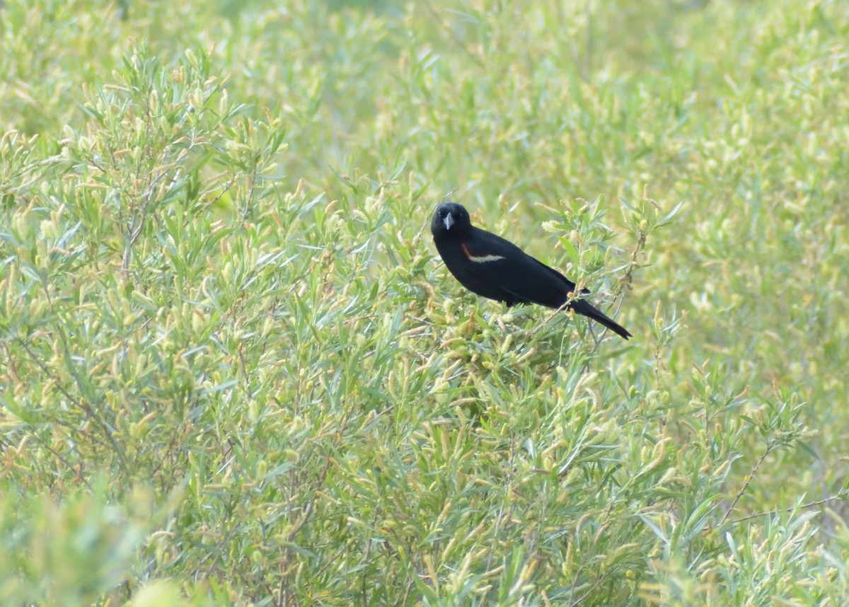 Red-winged Blackbird - ML606607741
