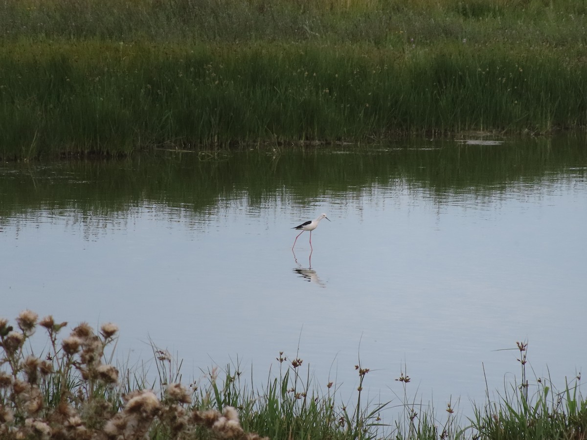 Black-winged Stilt - ML606609291