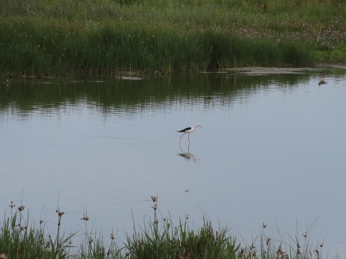 Black-winged Stilt - ML606609301