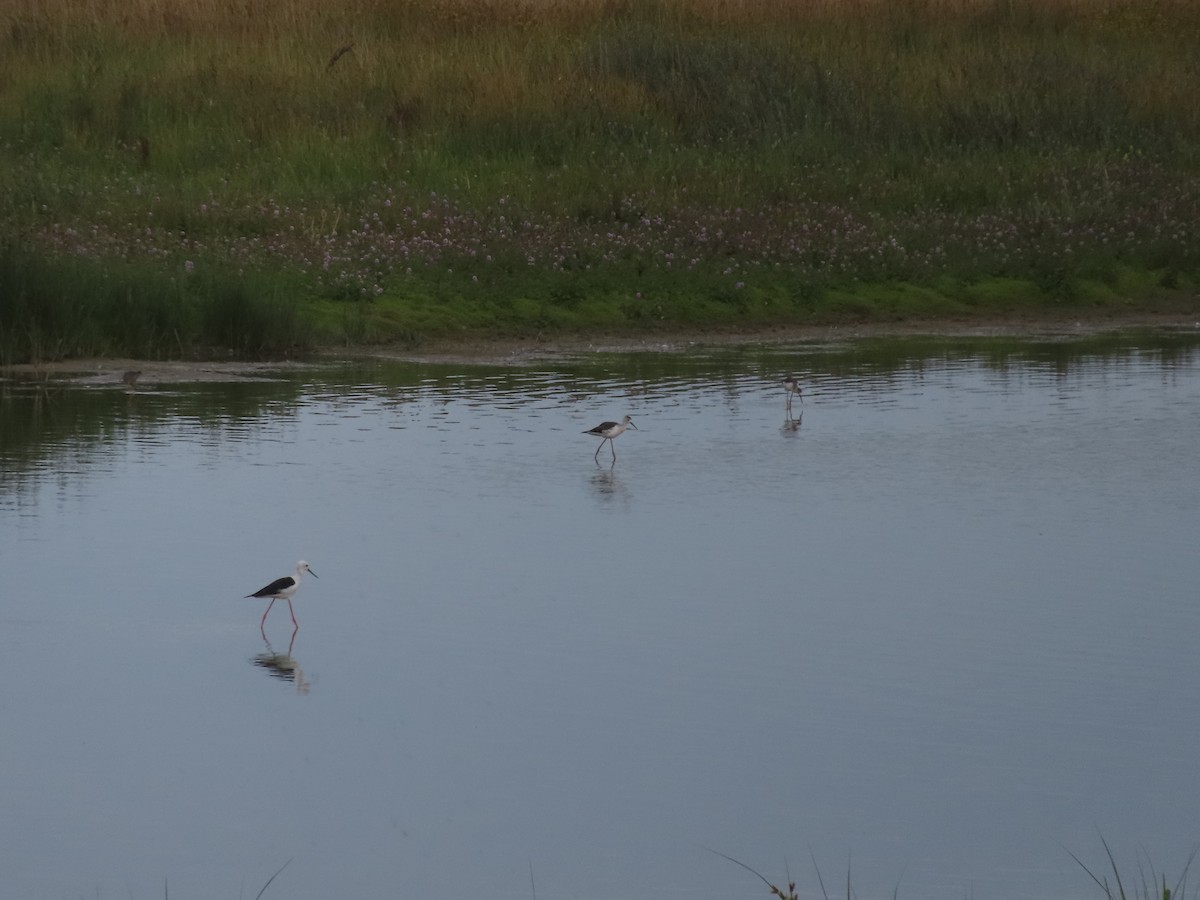 Black-winged Stilt - ML606609321