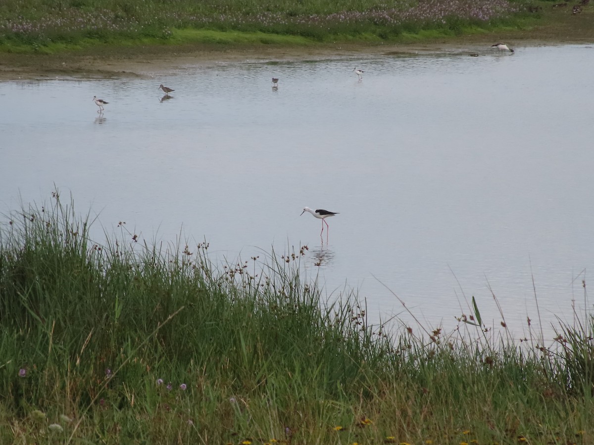 Black-winged Stilt - ML606609351