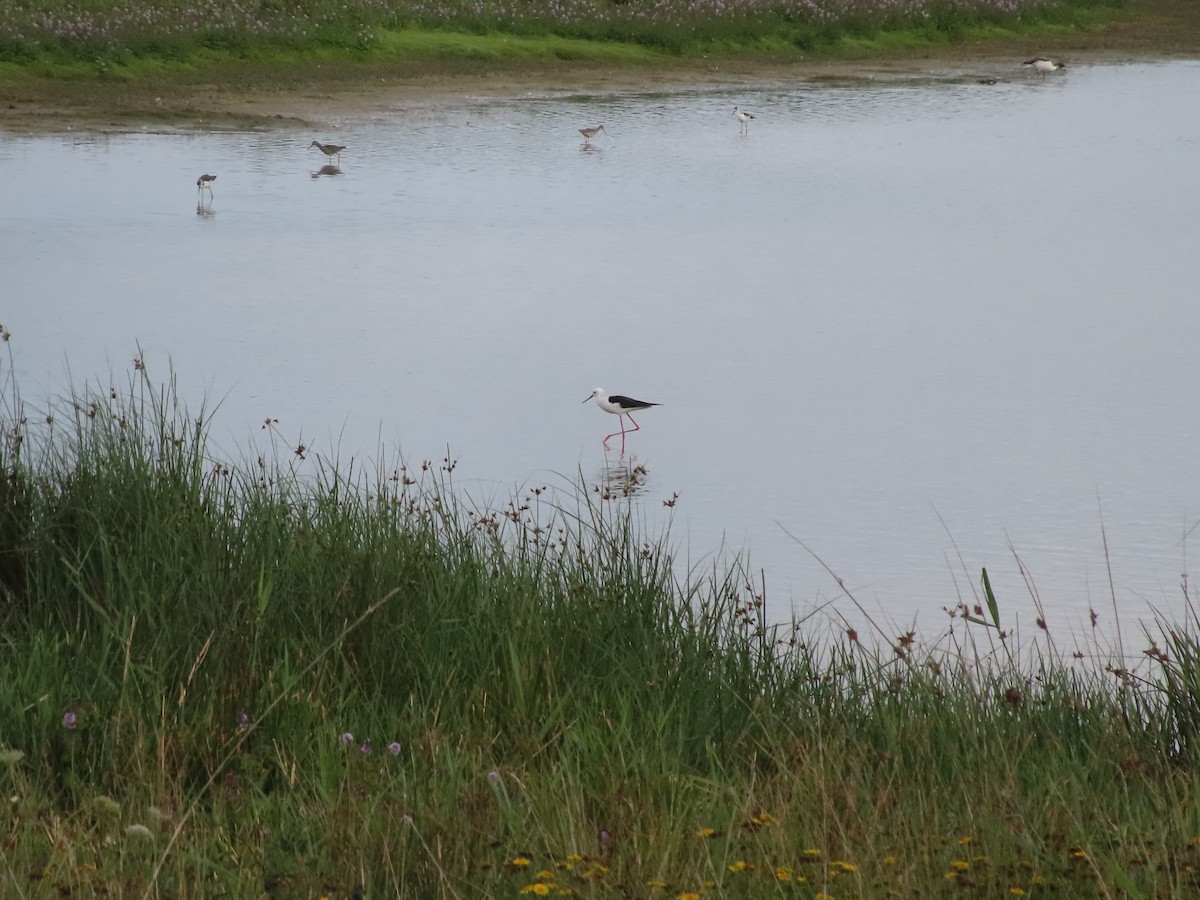 Black-winged Stilt - ML606609361