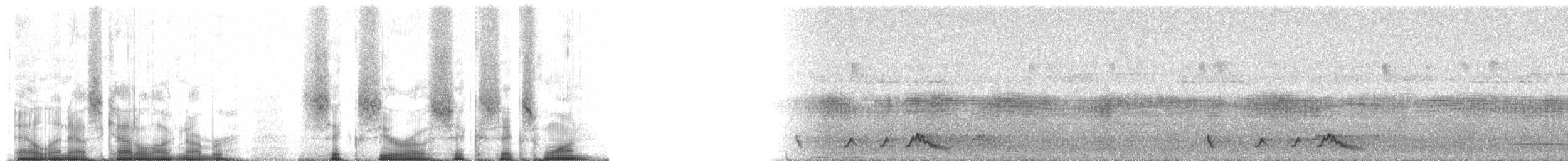 Engoulevent roux (minimus) - ML60661