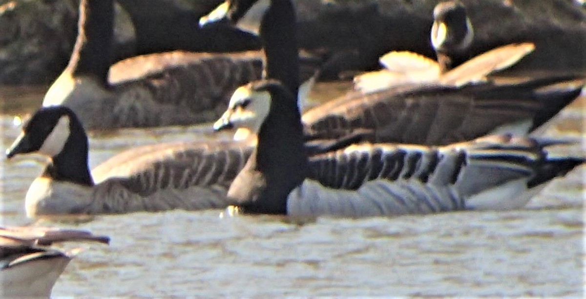 Barnacle Goose - ML606611051