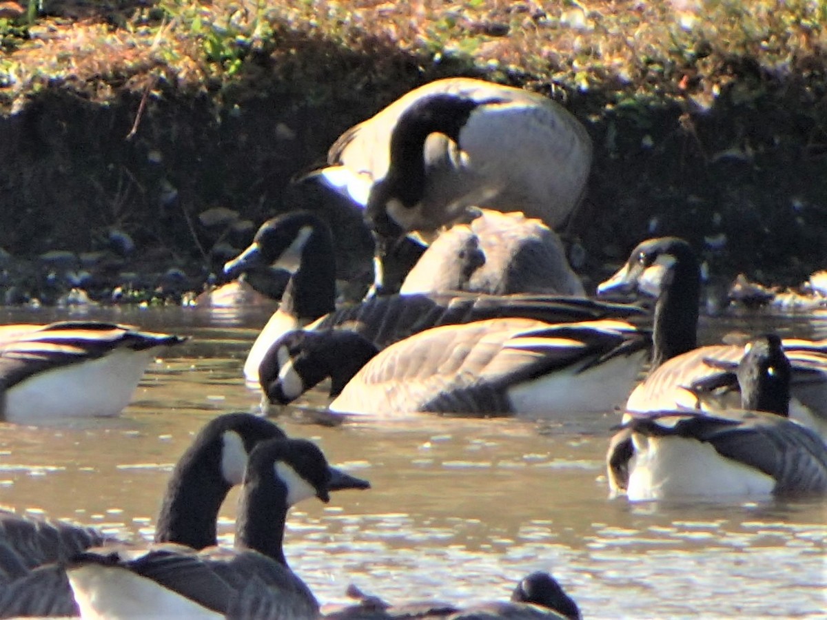 Cackling Goose - Bob Packard