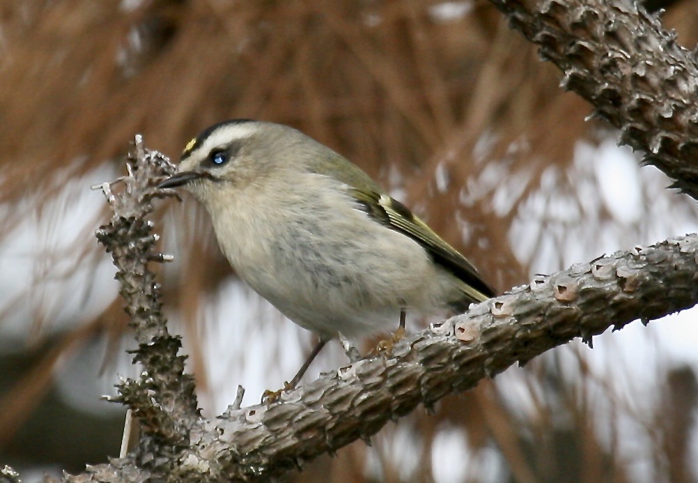 Golden-crowned Kinglet - Turk Duddy