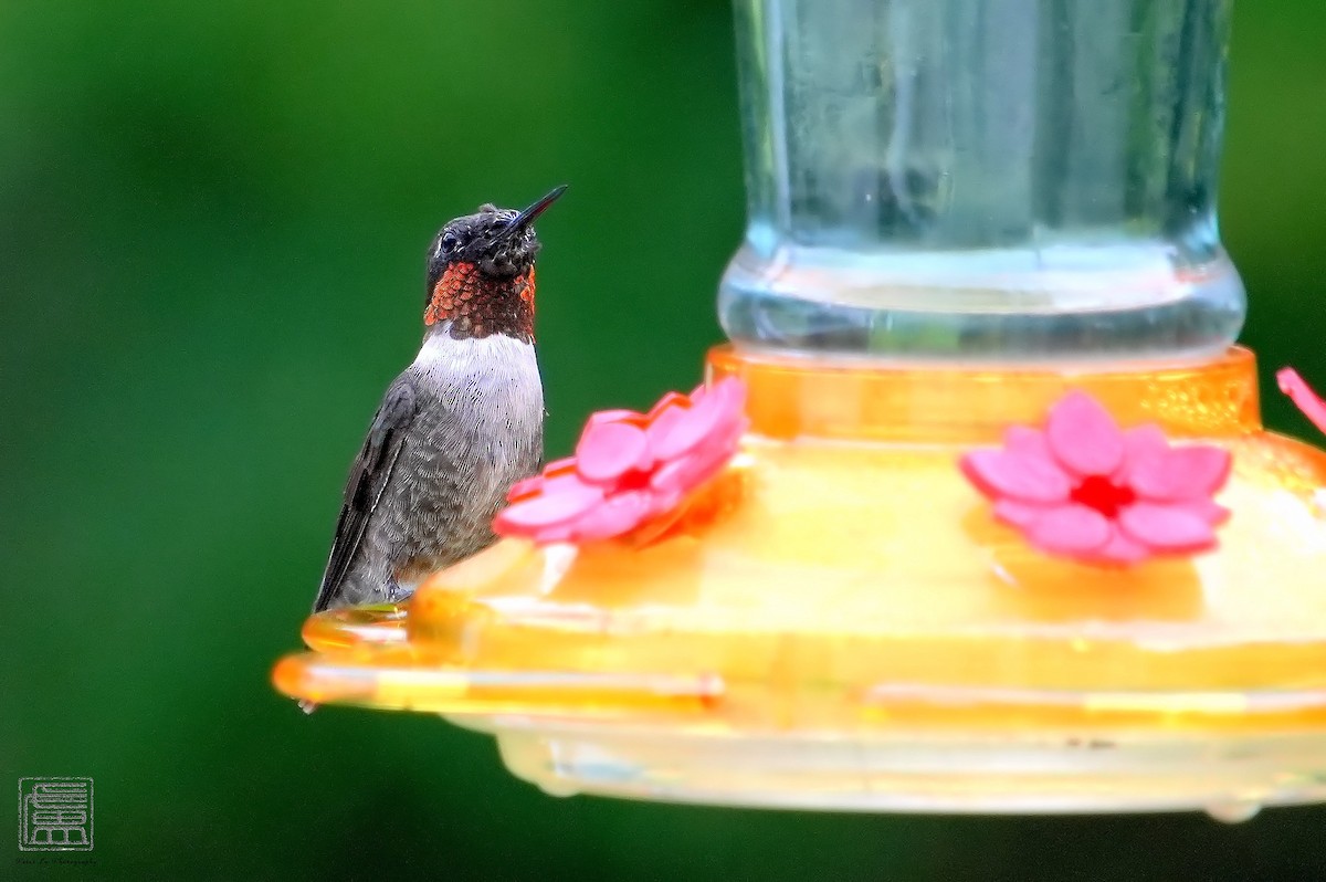 Ruby-throated Hummingbird - ML606612071