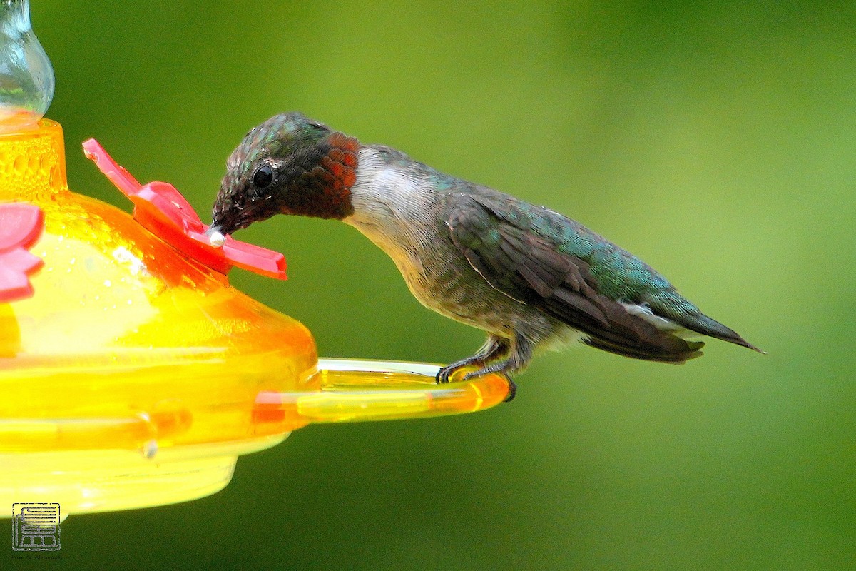 Ruby-throated Hummingbird - ML606612081