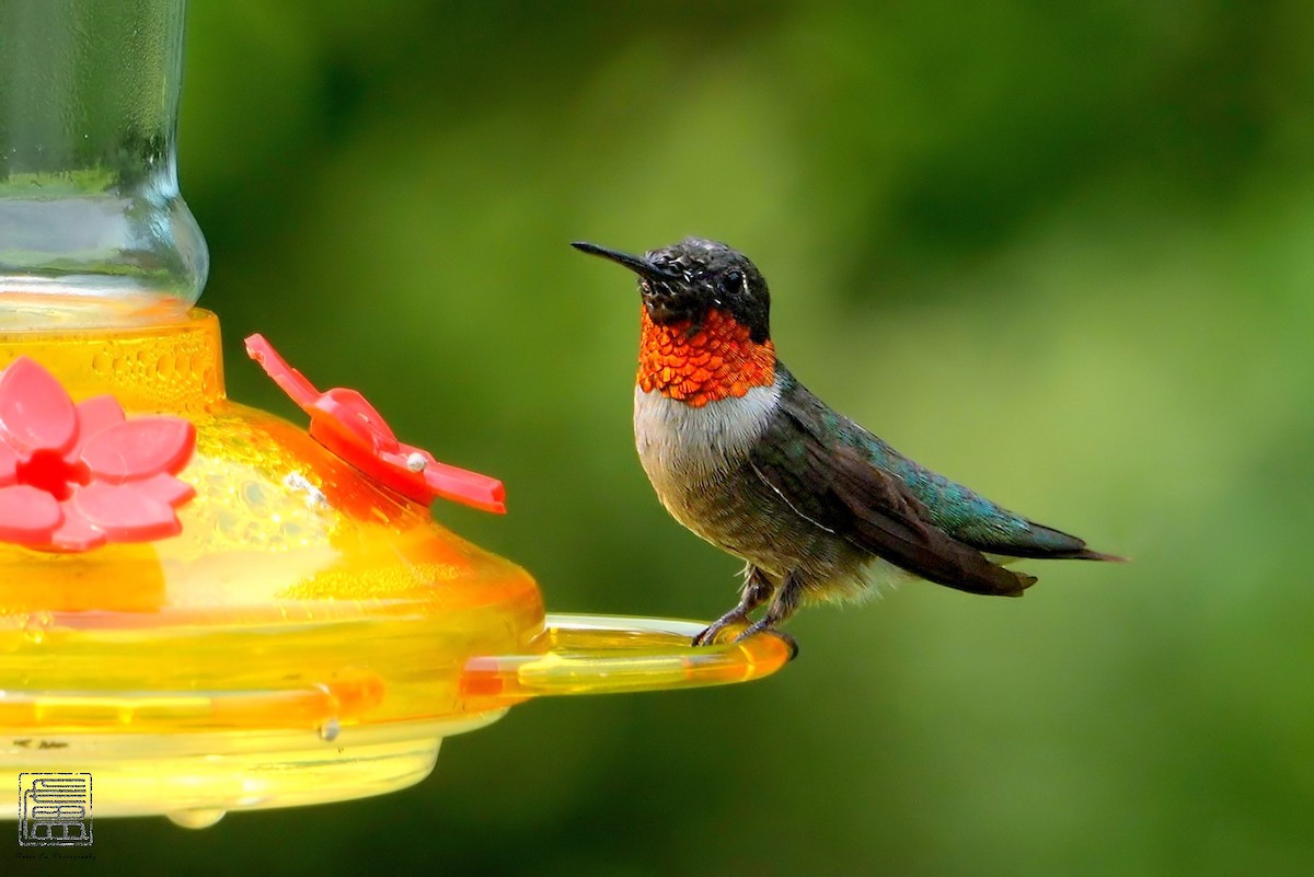 Ruby-throated Hummingbird - ML606612091