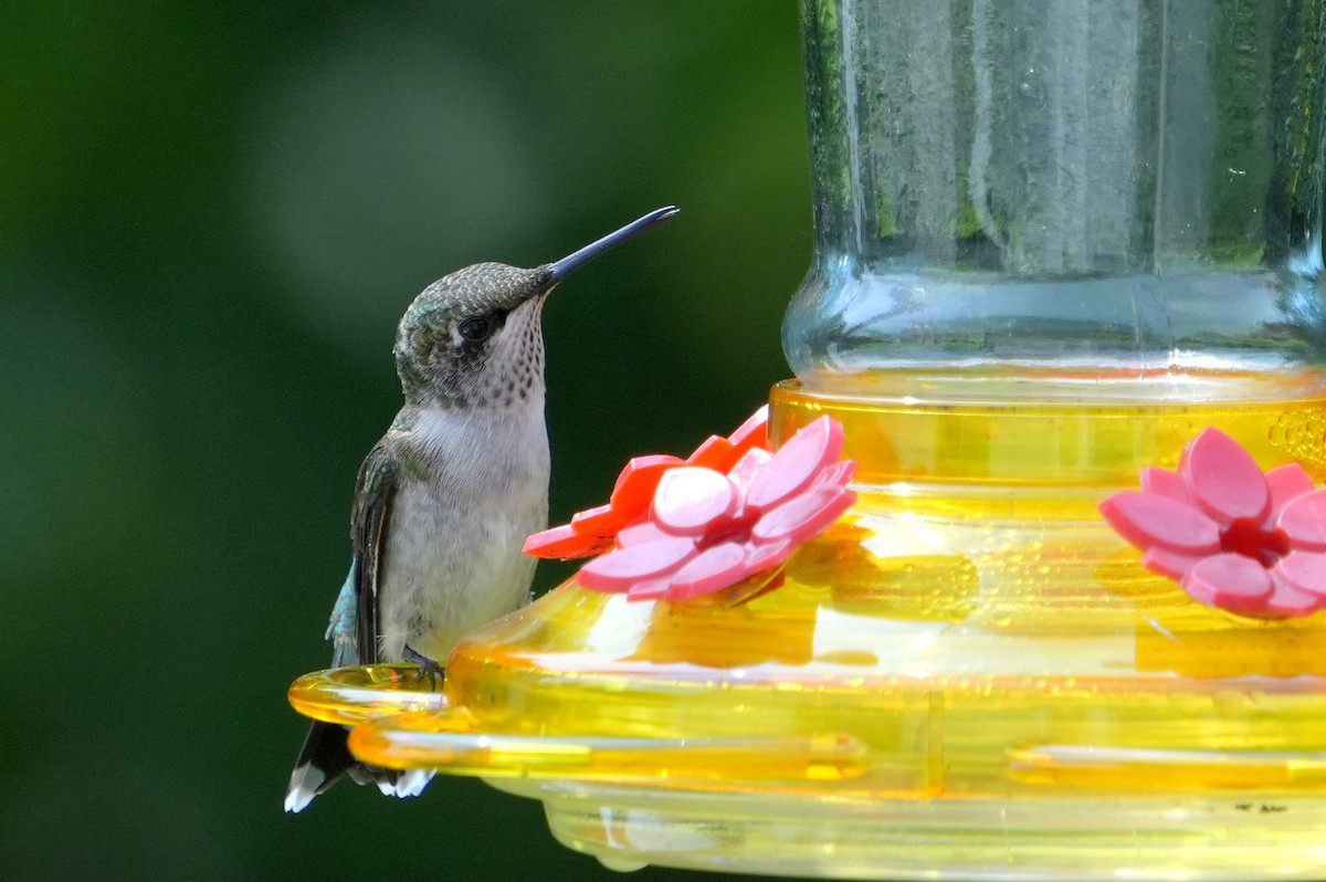Ruby-throated Hummingbird - ML606612101