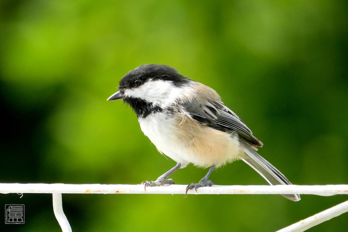 Black-capped Chickadee - ML606612271