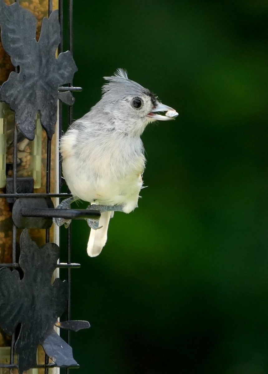 Tufted Titmouse - ML606612381
