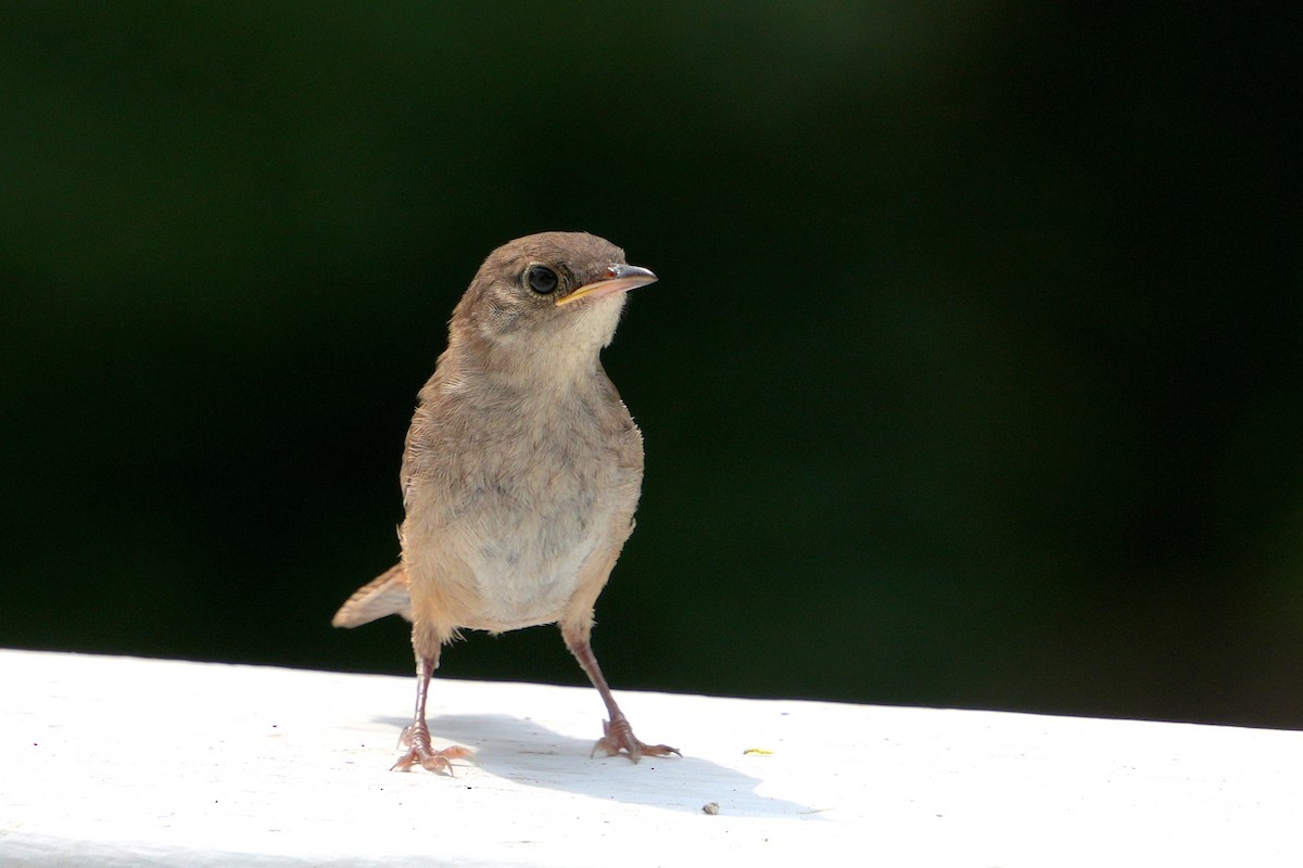 Carolina Wren - ML606612511