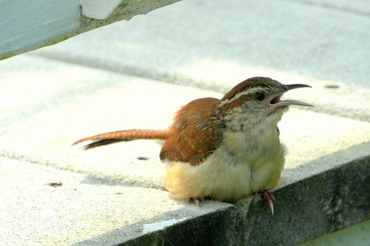 Carolina Wren - ML606612521