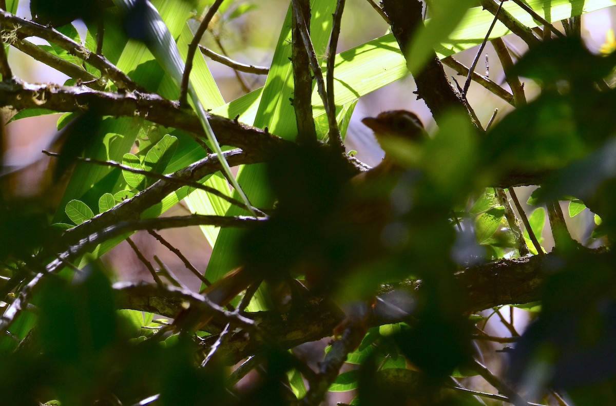 Chinese Hwamei - ML606612561