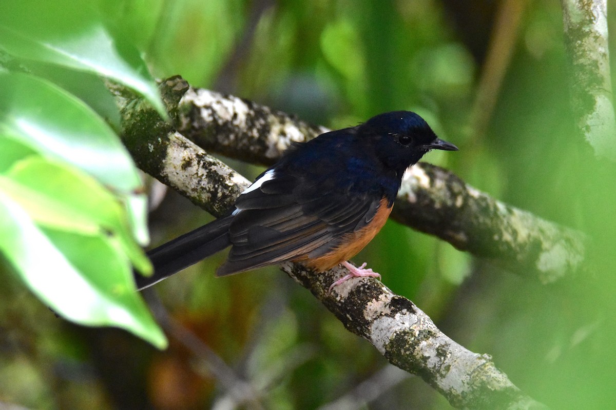 White-rumped Shama - ML606612831