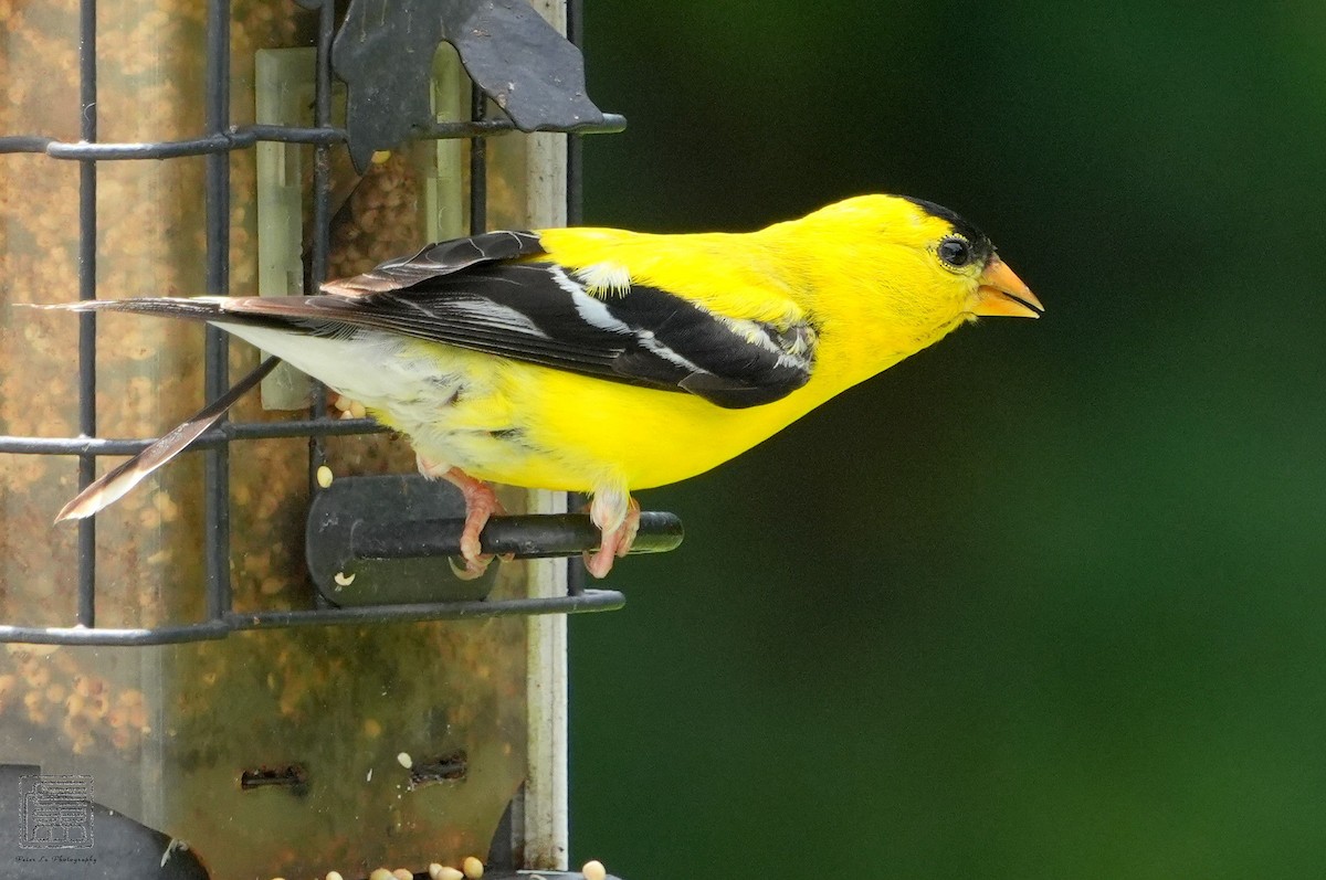 American Goldfinch - ML606612891