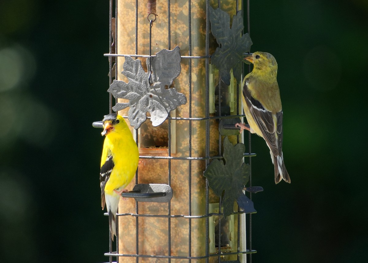 American Goldfinch - ML606613221