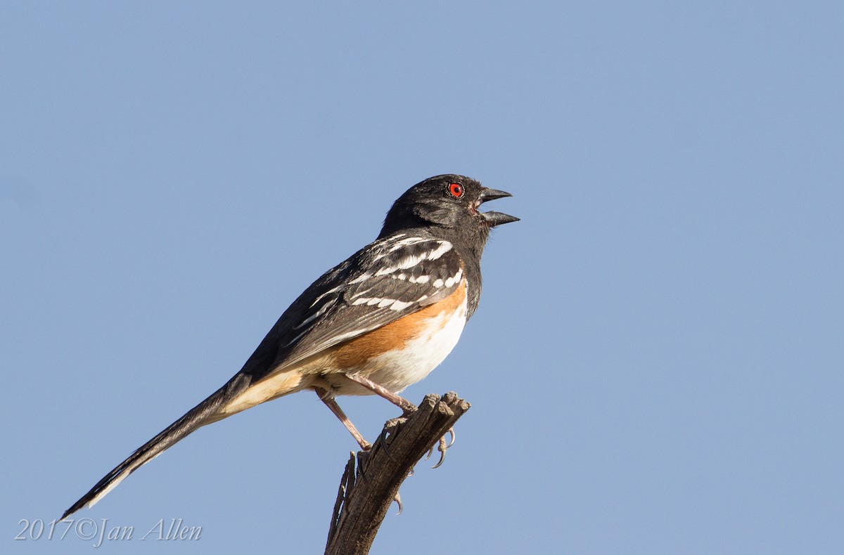 Spotted Towhee - ML60661341