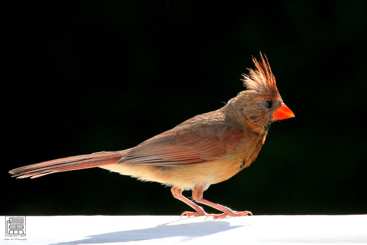 Northern Cardinal - ML606613601