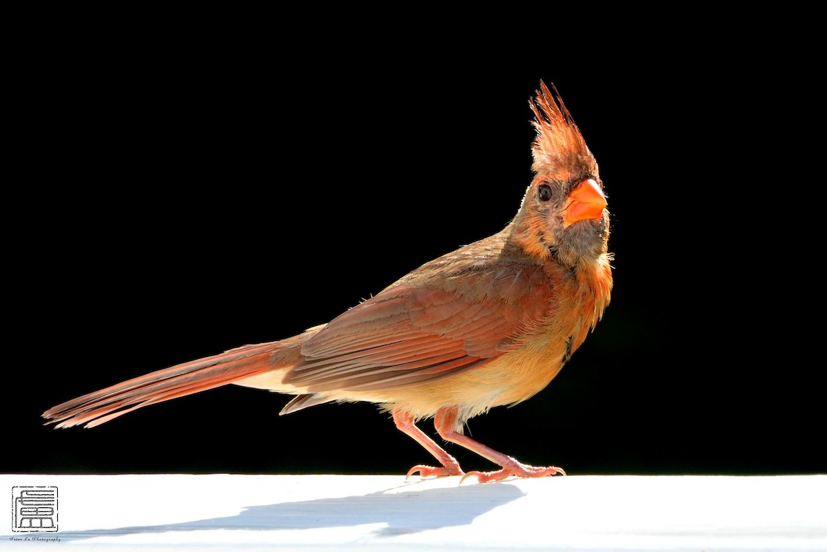 Northern Cardinal - ML606613611