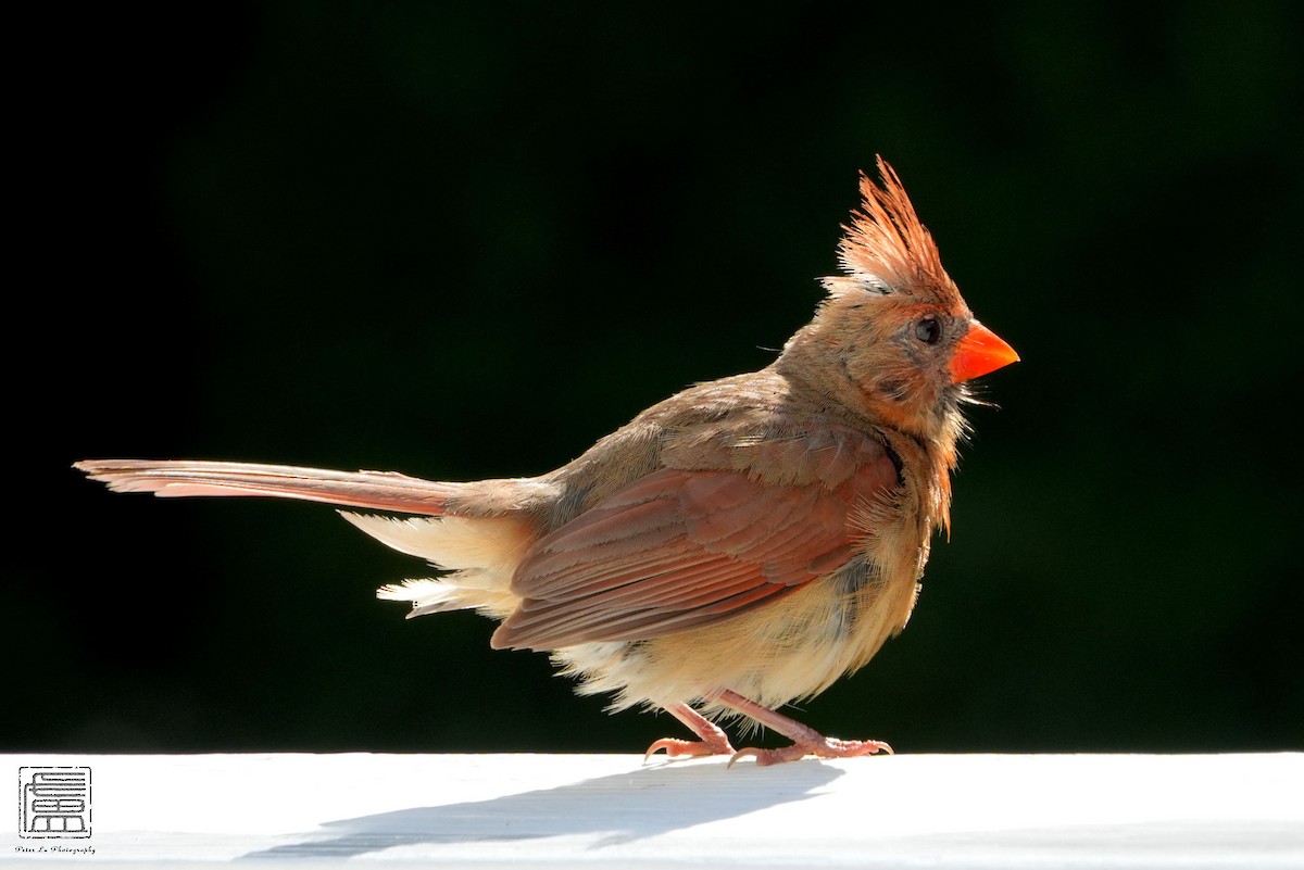 Northern Cardinal - ML606613621
