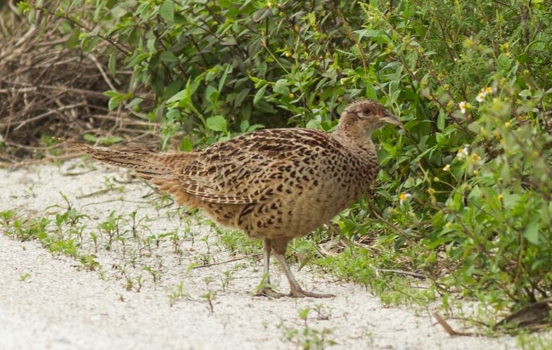 Ring-necked Pheasant - ML60661401