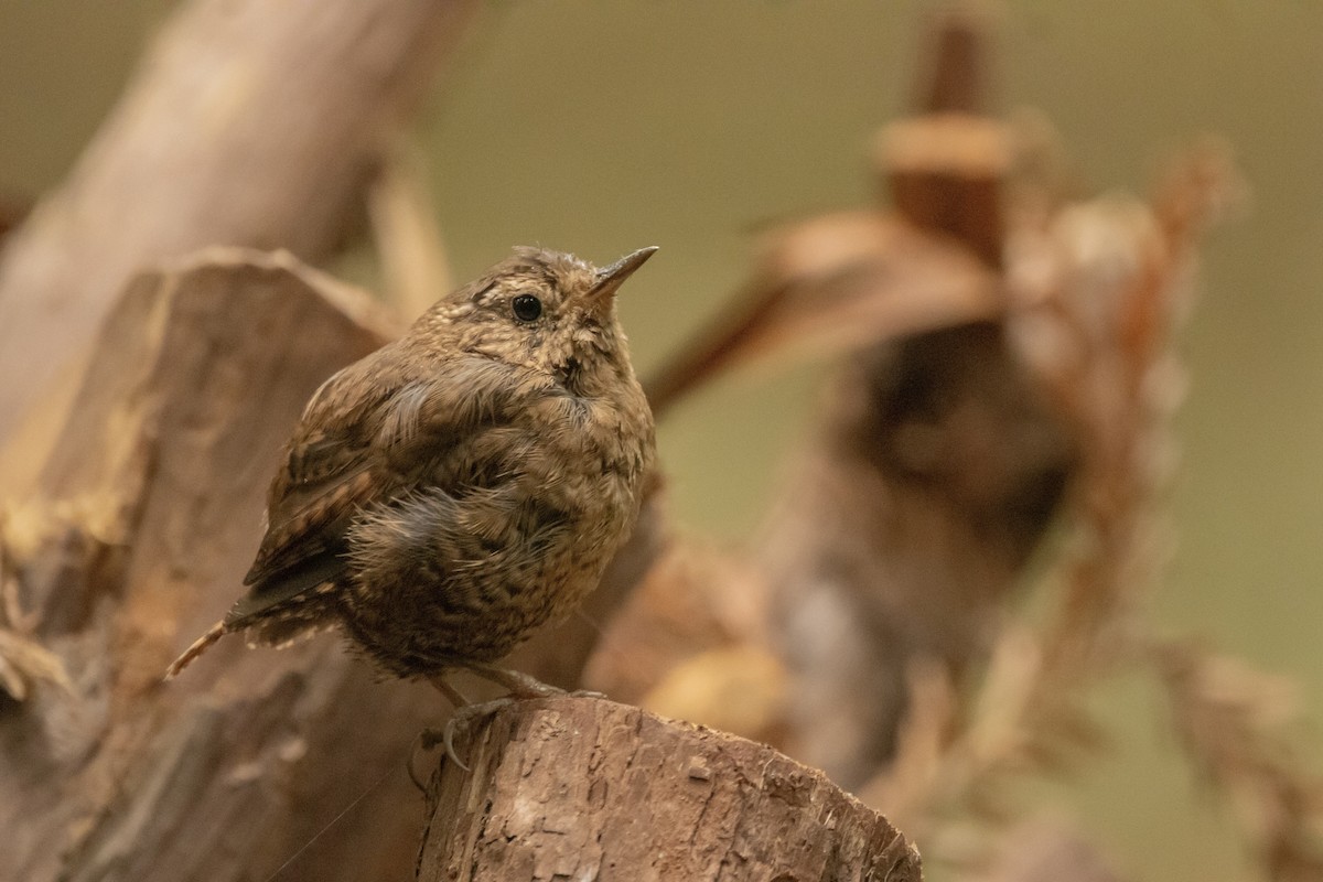 Pacific Wren - ML606614081