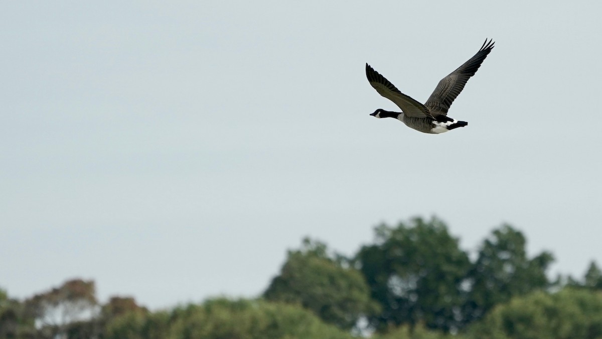 Canada Goose - Indira Thirkannad