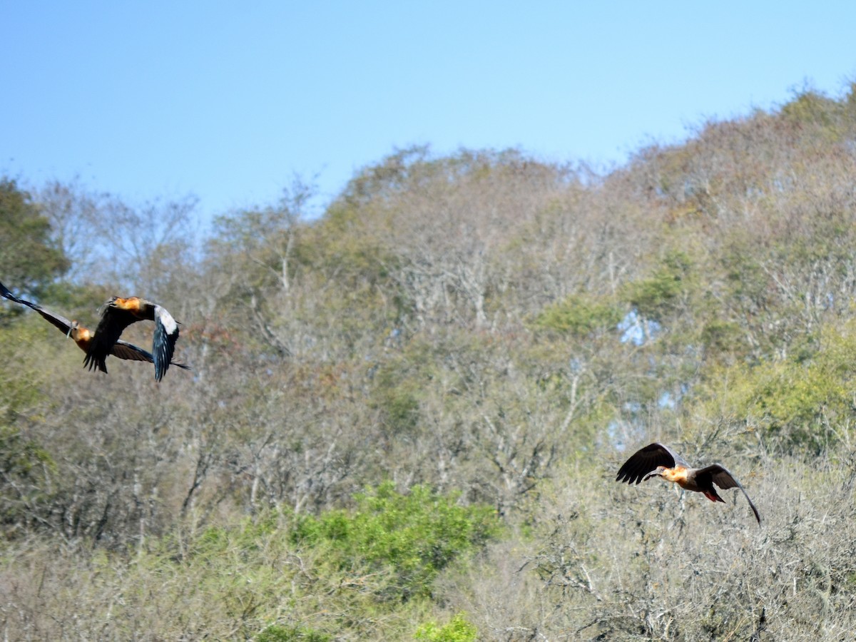 Buff-necked Ibis - ML606614281