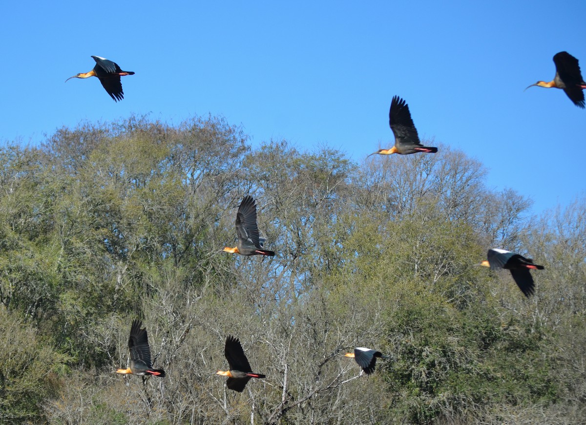 Buff-necked Ibis - ML606614291
