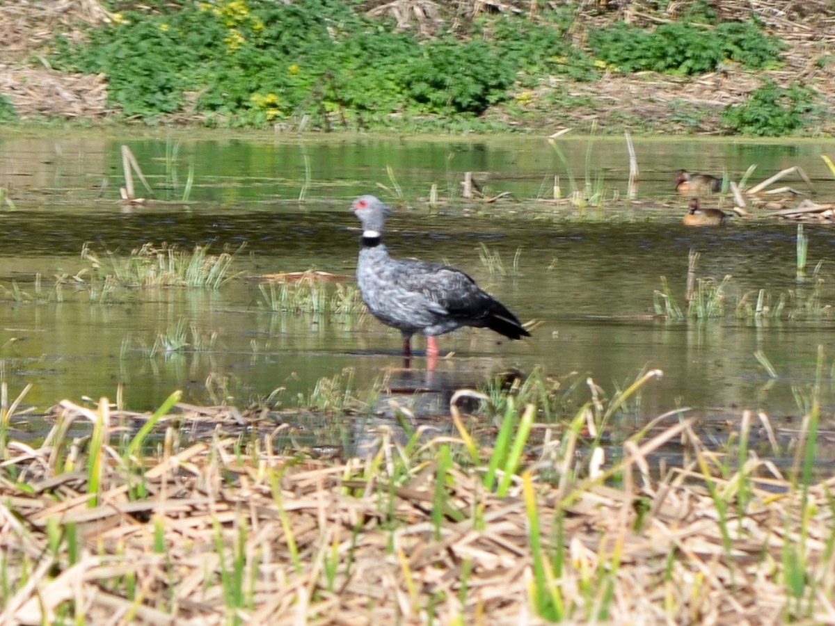 Southern Screamer - ML606614441