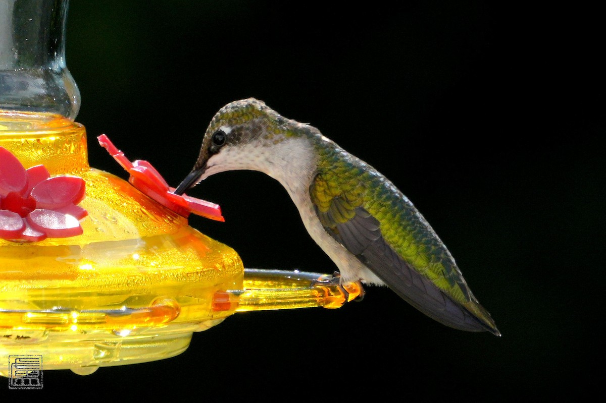 Ruby-throated Hummingbird - ML606614801