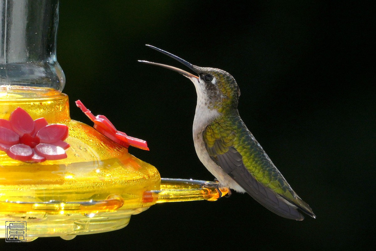 Ruby-throated Hummingbird - ML606614811