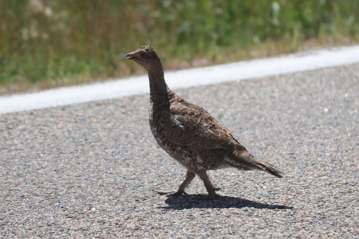 Dusky Grouse - ML606615051