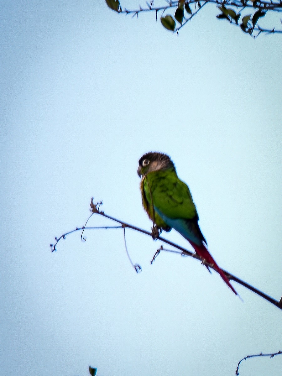 Green-cheeked Parakeet - ML606615581