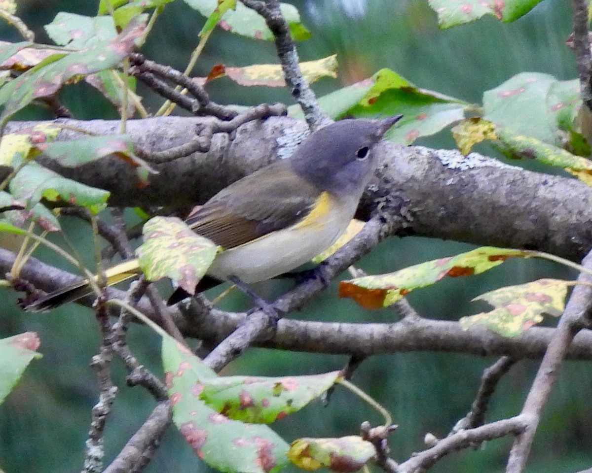 American Redstart - ML606615881