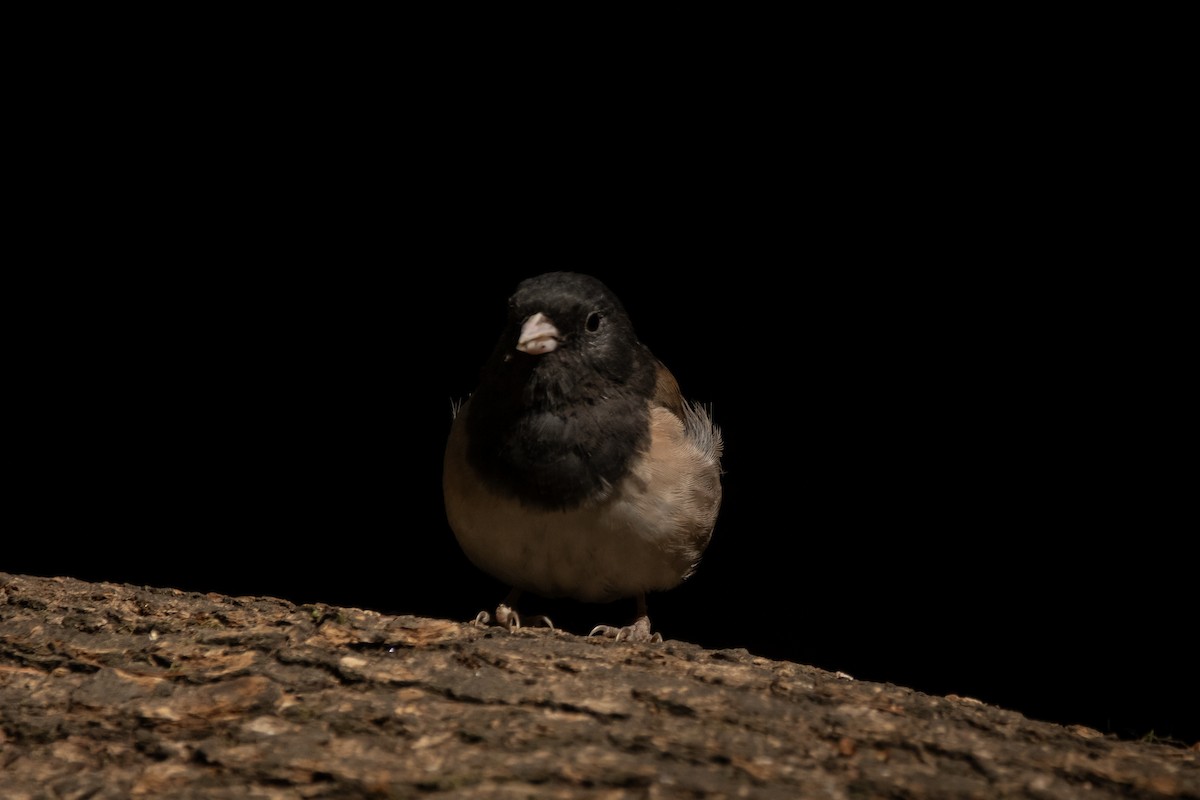 Dark-eyed Junco - ML606616431