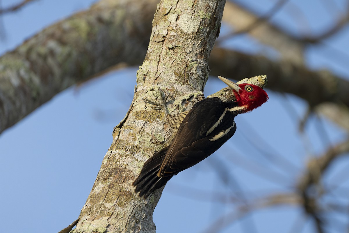 Pale-billed Woodpecker - Bryan Calk