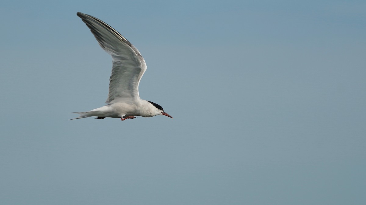 Common Tern - ML606618181