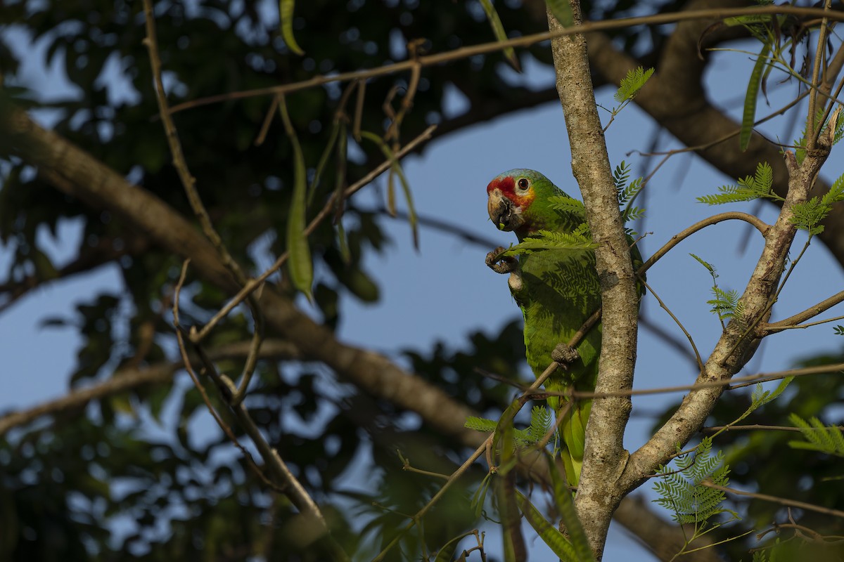 Red-lored Parrot - Bryan Calk