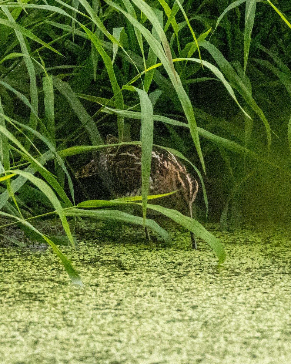 Wilson's Snipe - ML606619041